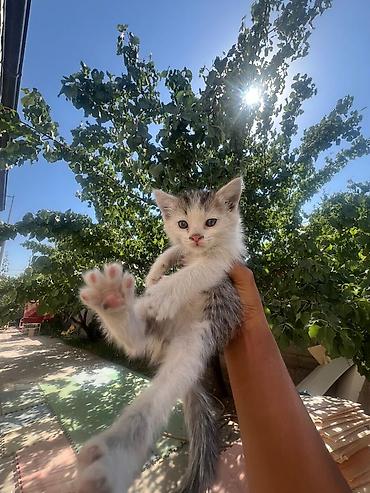бесплатные котята: Котята даром. очень ласковые и красивые. 2 мальчика и 3 девочки. если — 6