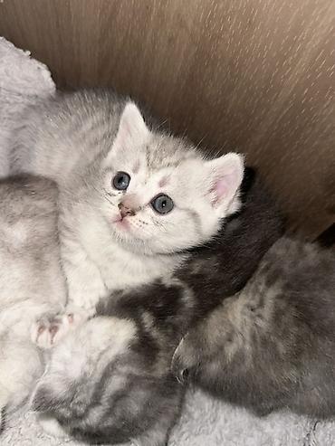 кошки маленький: Британские короткошёрстные котята, серебристые с мраморным/пятнистым — 3