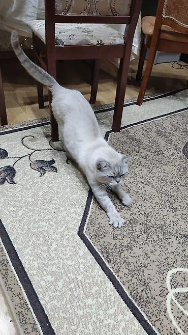 Pişiklər: Şotland — 8