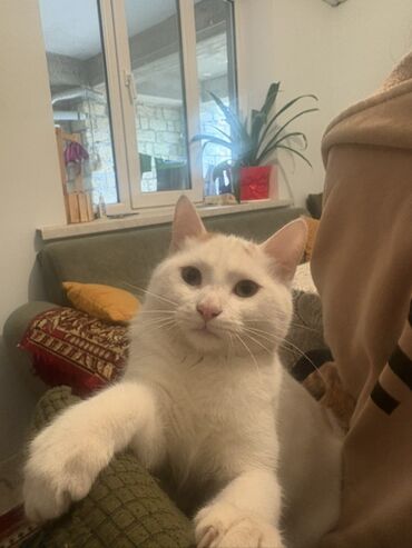 Pişiklər: Türk anqora, Erkək, Yaxşı əllərə — 7