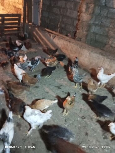 sort toyuqlar: Toyuq, Yumurtalıq