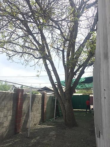 Спил деревьев, заготовка дров: Снос аварийных деревьев Распил Укорачивание веток И т.д Убираем — 2