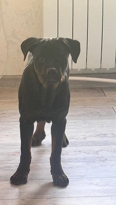 İtlər: Rotveyler, 5 ay, Erkək, Peyvəndli — 2