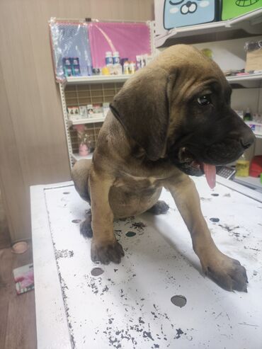 Собаки: Продается канарский дог 2 месяца привит глистовонный данный момент 9кг