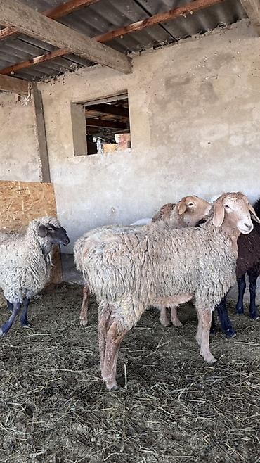 Баран, овца: Продаю | Овца (самка) | Для разведения | Матка — 7