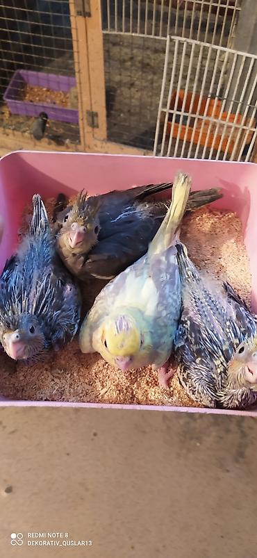 Tutuquşları: Salam. valnisti ve cex cexden donme cex vistivkanin qarisigi adi ile — 20