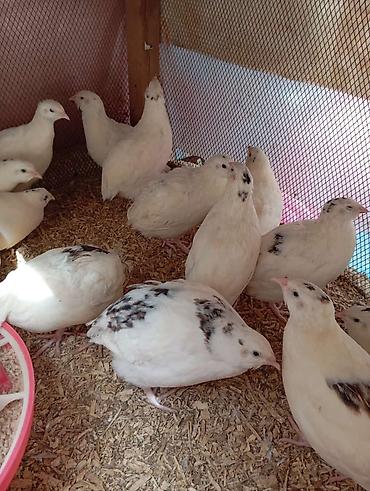 geref qus: Yalnız bizdə Yumurtaya başlamasına 15+ gün qalmış Jumbo Yumurtalıq və — 2