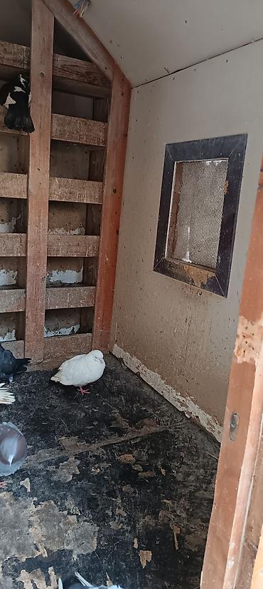 çöl iti: Taxta təsərrüfat evciyi / quşxana - Material: tamamilə taxtadan — 8