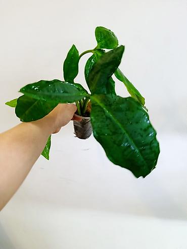 Драцены и Сансевиерии: Драцена (разные виды, в горшках) находится в Кара Балте - Эффектные — 19