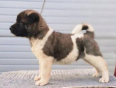 Psi: Američka Akita štenci Odgajivacnica TOP WINNER PUPPY sa ponosom — 8