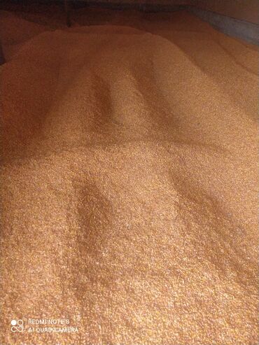 цена кукуруза: Продаю кукурузу сухая в хорошая красный цвет можно на толкан 25 тон