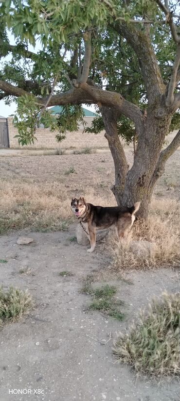 İtlər: 3 il, Erkek, Peyvəndli, Ünvandan götürmə — 9