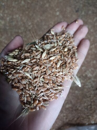 бамбук семена: Семена и саженцы Пшеницы, Самовывоз