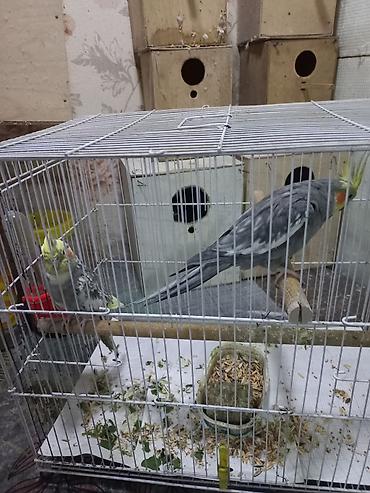 qefes korella: Hazir cutdi 2 defe bala alinib qefessiz 60 manat qefes yuva hamsi — 2