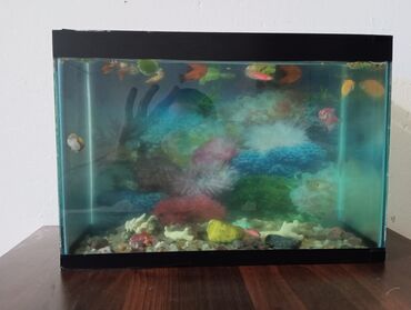 аксессуары для больших собак: Şüşə akvarium – dekorativ daş və aksesuarlarla - Düzbucaqlı şüşə