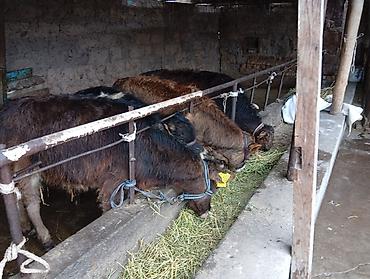 Коровы, быки: Продаю | Бык (самец) | Швицкая | На откорм — 3