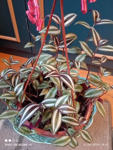 dekorativ otaq bitkiləri: Tradescantia Zebrina.Artirmalari satilir