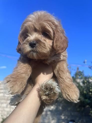 pudel bala: Pudel, 2 ay, Erkək — 1
