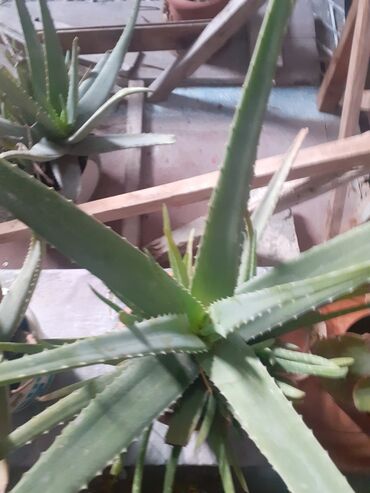Aloe: Aloealov,bu bitkinin suyu imuniteti guclendirir,qaymorit xesteliyini