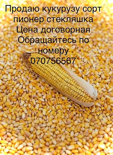 меренос козу: Кукуруза — 1
