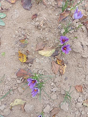 Соусы и специи: Safran (Crocus sativus) çiçəkləri və dişicikləri - Təsvir: Şəffaf — 2