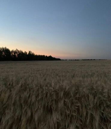 участок село кой таш: Для сельского хозяйства