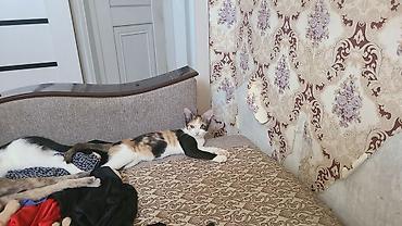 молодой: Котята домашние, разного окраса - Возраст: молодые, активные. - — 3