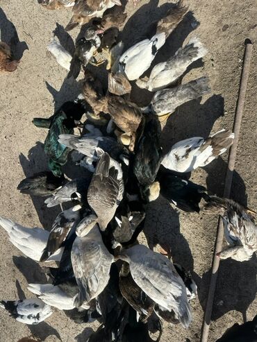 Ördəklər: Salam Aleykum Satılır Ördək Qaz Ördək Cücəsi Toyoq 36 Ədəd Lal Ördək — 12