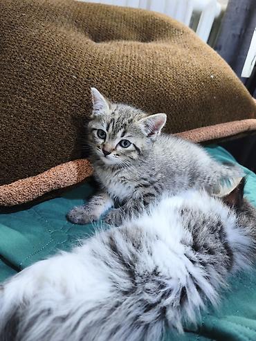 Отдам даром кошку: Кошка даром: Беспородная, Девочка — 9