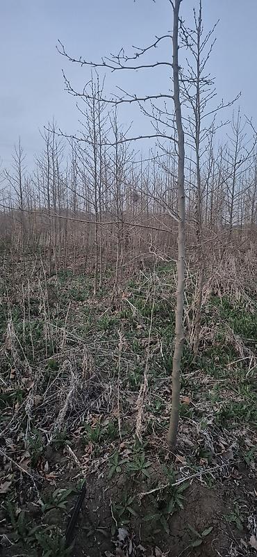 dam ortukleri kredit: 🌳🍂 XAN ÇİNARI TİNLƏRİ SATIŞDA! 🍂🌳 Hündürlüyü 3–4 metr olan, sağlam və — 4