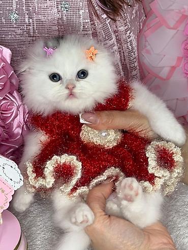 Pişiklər: Şotland — 6