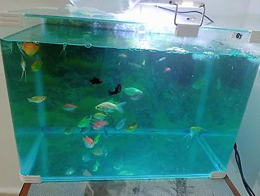 akvarium baliqlari satisi: Akvaryum komplekti – şüşə akvarium və müxtəlif rəngli tropik balıqlar — 3