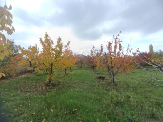 Bağ evlərinin satışı: Şabran, 100 kv. m, 3 otaqlı, Hovuzsuz, Kommunal xətlər qoşulmayıb — 4