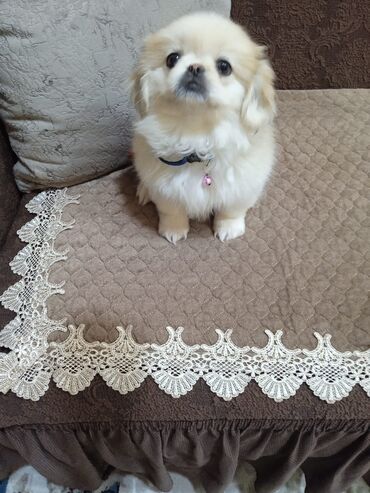 золотистый ретривер цена в баку: Pekines