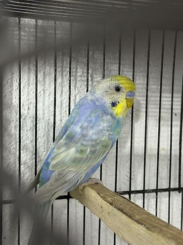 star qusu: Rainbow cüt Belə rənglər retki düşür Tam saglam .Gözəl qullq olunur — 4