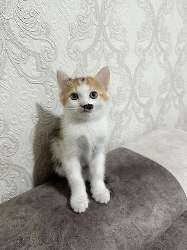сеамская кошка: СРОЧНО ОТДАЮ КОТЯТ В ДОБРЫЕ РУКИ‼️ котята игривые и ласковые кушают — 3