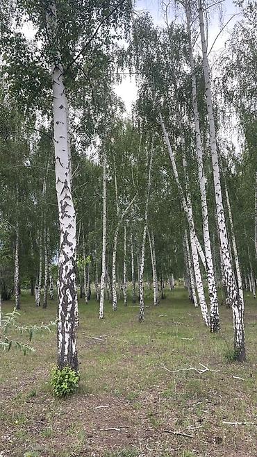 домики каракол: Гостиница на Иссык-Куле, Кара-Ой (Долинка), 2 места — 3