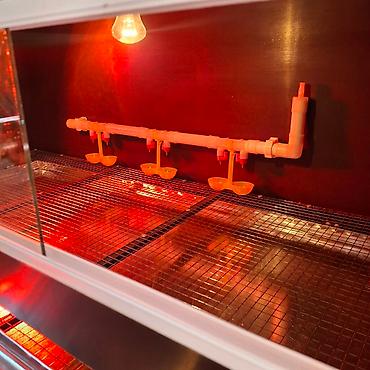 Товары и оборудование для с/х животных: Изготавливаю брудера для цыплят размер 1 го брудера 1.20длина 50см — 7