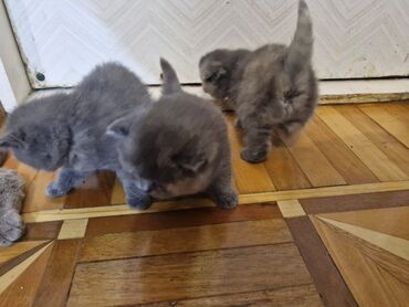 Pişiklər: Britan, Dişi, Yaxşı əllərə, Pulsuz çatdırılma — 16