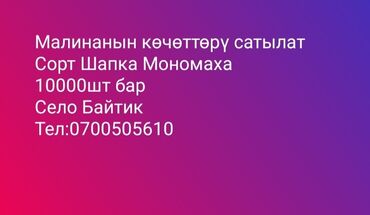 Фрукты и ягоды: Саженцы : Малина, Самовывоз