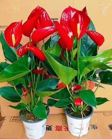 Другие комнатные растения: Женское счастье гигант сорт По городу доставка бесплатно Крупные — 70