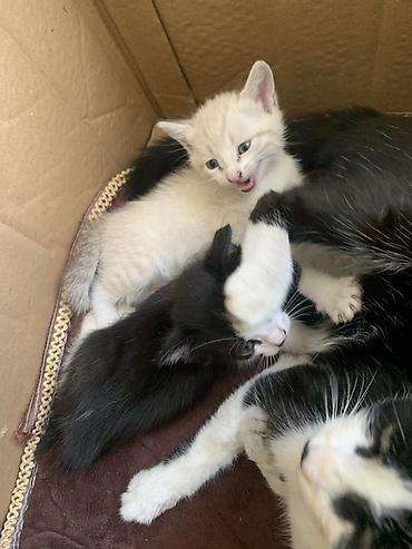 Мышыктар: Котята от домашней кошки Чёрно белый мальчик,белая девочка - Порода — 3