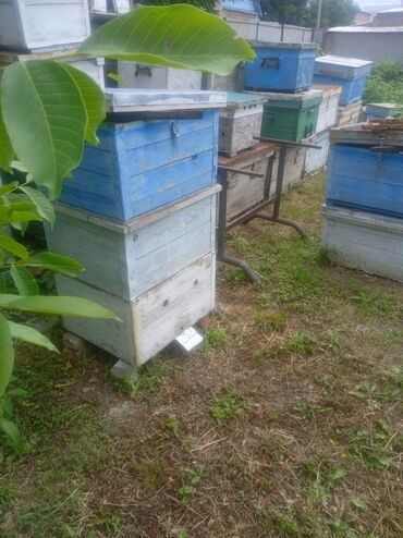 под бизнес бишкек: Продаю для пчел улики 10,12 рамки балчелек сатылат