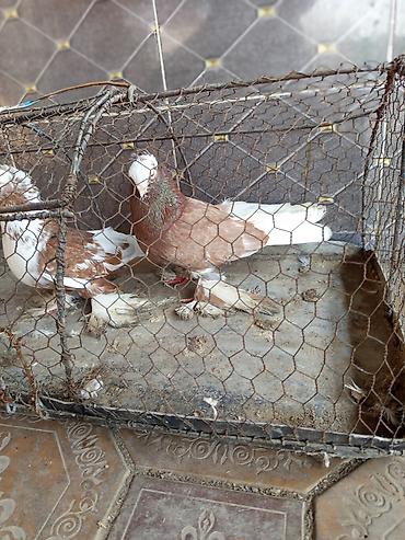 Птицы: Продаю голубей молодые 1,5 года пара 6000сом — 6