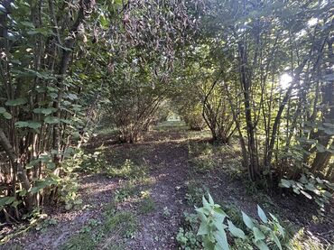 Kirayə torpaq sahələri: Kənd təsərrüfatı -da lalafo.az — 17 Kirayə torpaq sahələri: Kənd təsərrüfatı — 17