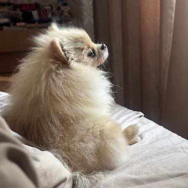 Продажа собак: Шпиц, 7 месяцев, Самка, С прививкой — 17