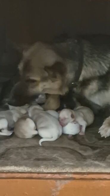 возьму котенка бесплатно: 1 месяц, Самец, Для вязки, Самовывоз, Платная доставка