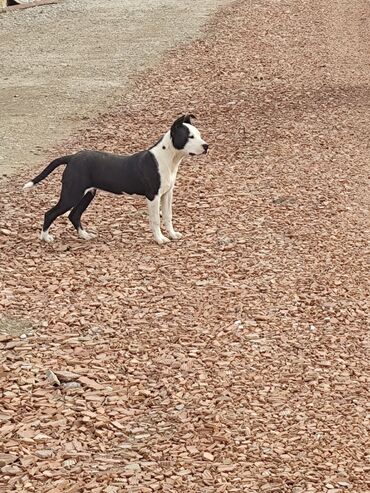 it pitpul: Pitbul, 6 ay, Dişi