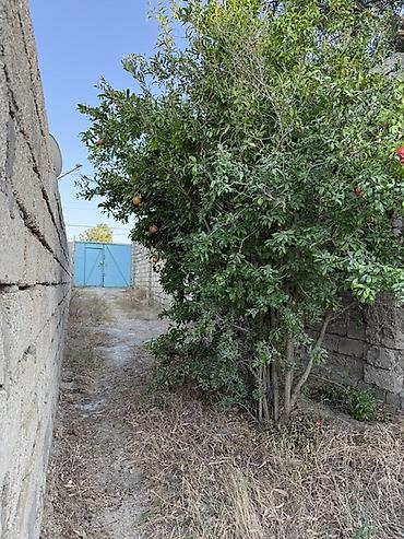 Torpaq sahələrinin satışı: 4 sot, Tikinti, Mülkiyyətçi, Kupça (Çıxarış) — 11