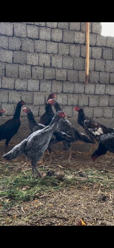 Cücələr: Toyuq cücələri, Damazlıq — 1